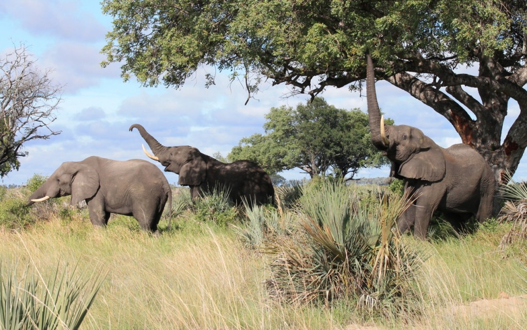 Male Elephants Eating