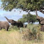 Male Elephants Eating