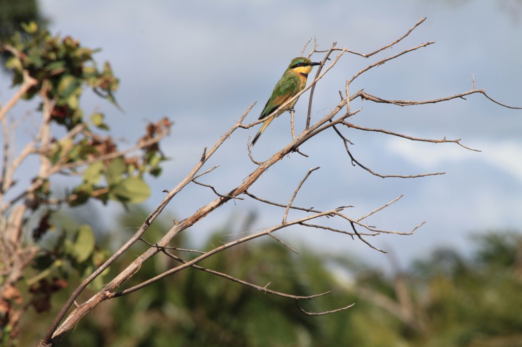 Green Bee-Eater