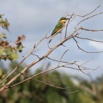 Green Bee-Eater