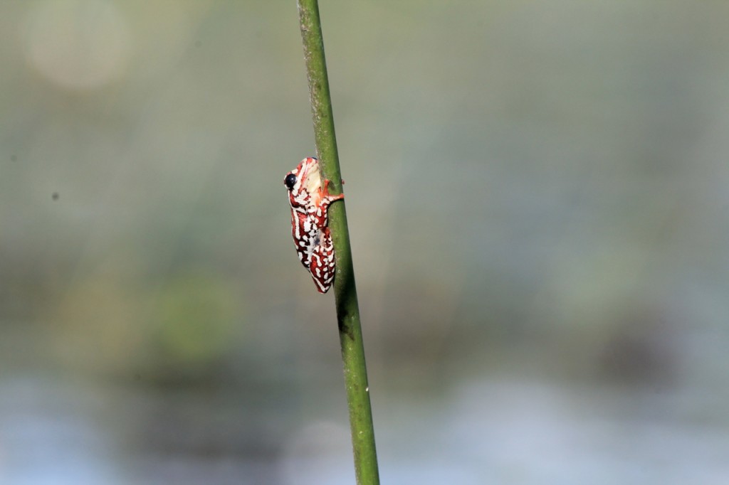 Painted Reed Frog