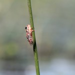 Painted Reed Frog