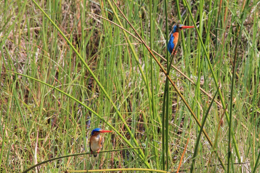 Malachite Kingfishers