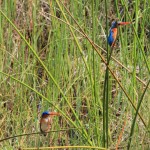 Malachite Kingfishers