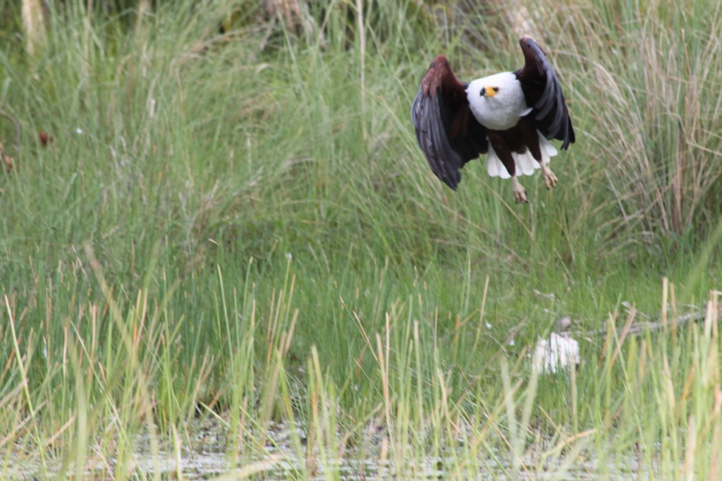 Fish Eagle on the Hunt
