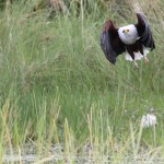 Fish Eagle on the Hunt