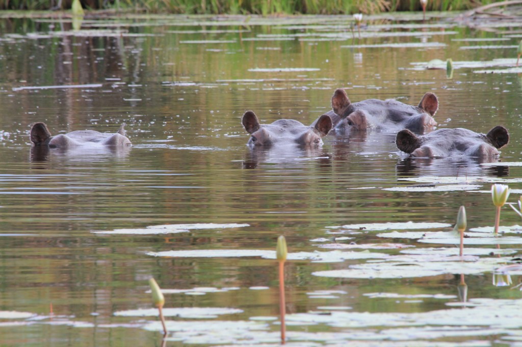 Hippo Family