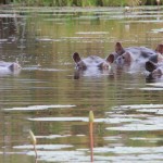 Hippo Family