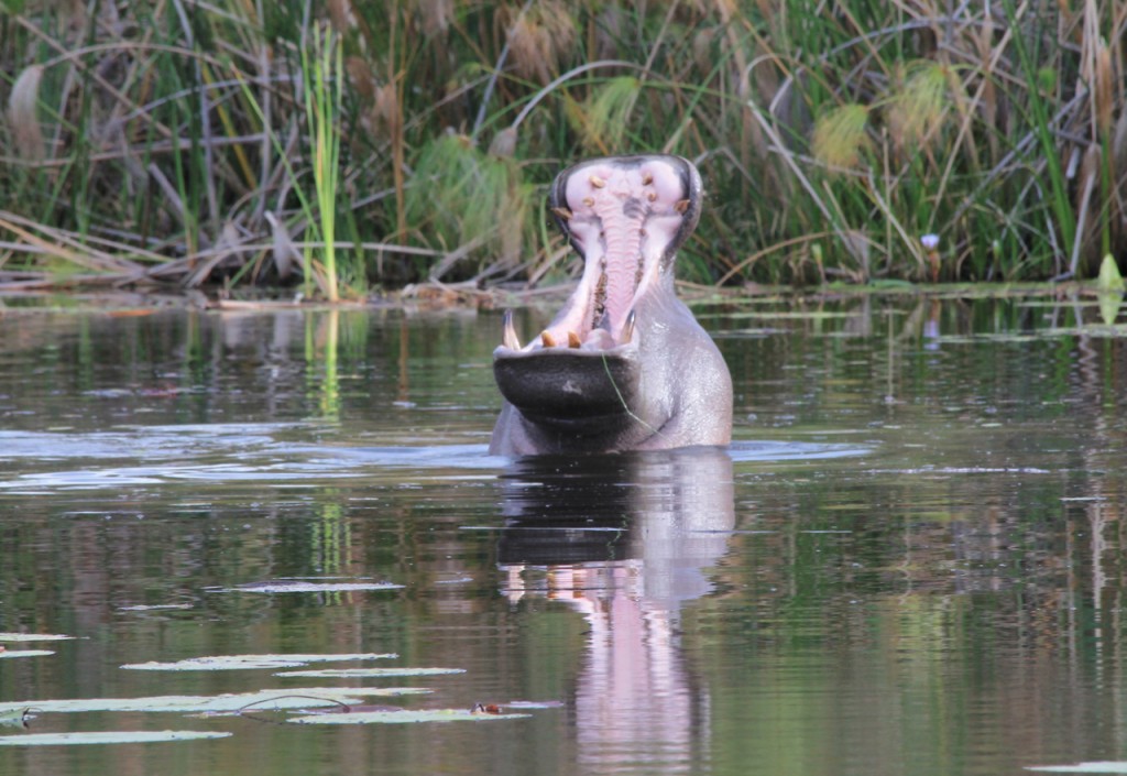 Hippo Yawn