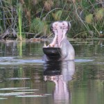 Hippo Yawn